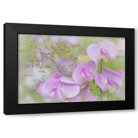 Washington, Seabeck Detail of sweet pea blossoms Black Modern Wood Framed Art Print by Paulson, Don
