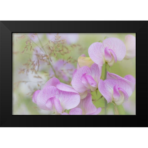 Washington, Seabeck Detail of sweet pea blossoms Black Modern Wood Framed Art Print by Paulson, Don