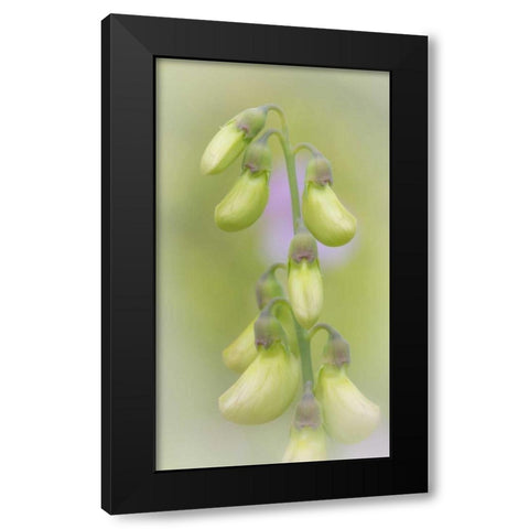 Washington, Seabeck Close-up of sweet pea buds Black Modern Wood Framed Art Print with Double Matting by Paulson, Don