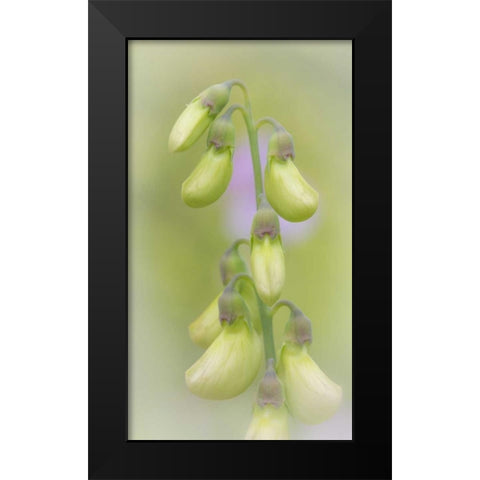 Washington, Seabeck Close-up of sweet pea buds Black Modern Wood Framed Art Print by Paulson, Don
