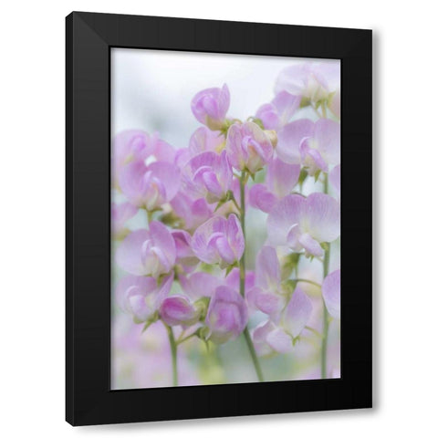 USA, Washington, Seabeck Sweet pea blossoms Black Modern Wood Framed Art Print with Double Matting by Paulson, Don