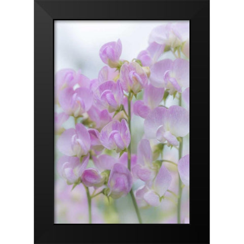 USA, Washington, Seabeck Sweet pea blossoms Black Modern Wood Framed Art Print by Paulson, Don