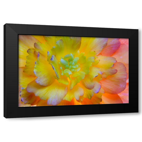 WA, Seabeck A back-lit, glowing begonia blossom Black Modern Wood Framed Art Print with Double Matting by Paulson, Don
