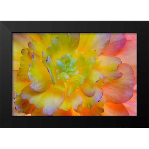WA, Seabeck A back-lit, glowing begonia blossom Black Modern Wood Framed Art Print by Paulson, Don