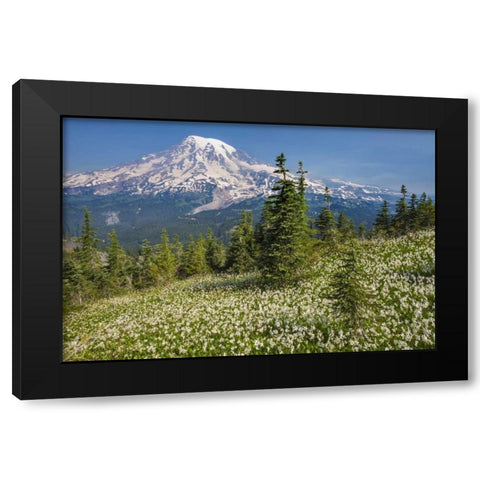 Washington Avalanche lilies and Mount Rainier Black Modern Wood Framed Art Print with Double Matting by Paulson, Don