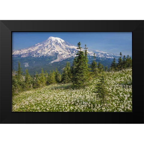 Washington Avalanche lilies and Mount Rainier Black Modern Wood Framed Art Print by Paulson, Don