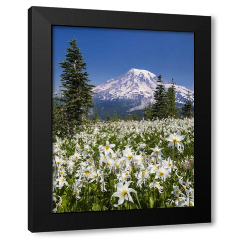 Washington Avalanche lilies and Mount Rainier Black Modern Wood Framed Art Print by Paulson, Don