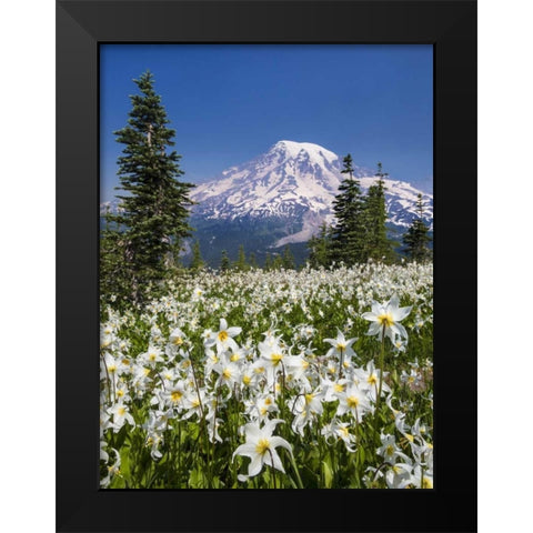 Washington Avalanche lilies and Mount Rainier Black Modern Wood Framed Art Print by Paulson, Don