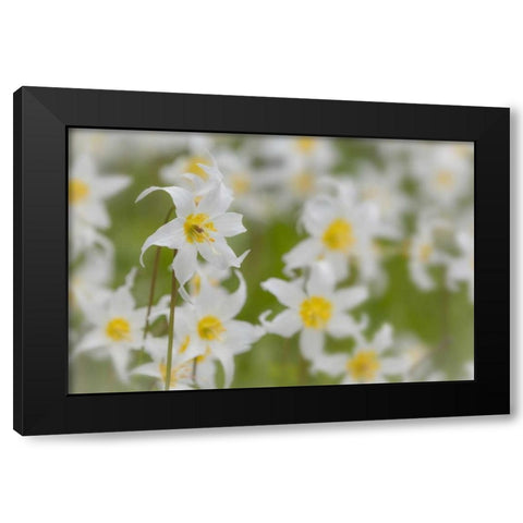Washington, Mount Rainier NP Avalanche lilies Black Modern Wood Framed Art Print with Double Matting by Paulson, Don