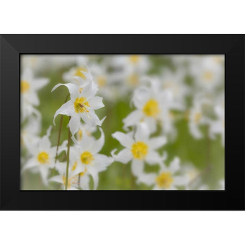 Washington, Mount Rainier NP Avalanche lilies Black Modern Wood Framed Art Print by Paulson, Don