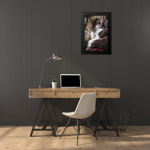 Washington English springer spaniel on couch Black Modern Wood Framed Art Print by Paulson, Don