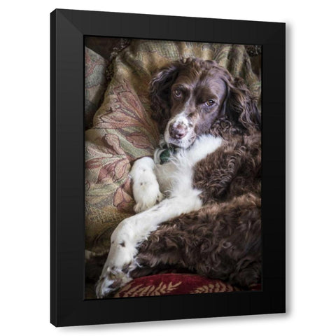 Washington English springer spaniel on couch Black Modern Wood Framed Art Print with Double Matting by Paulson, Don