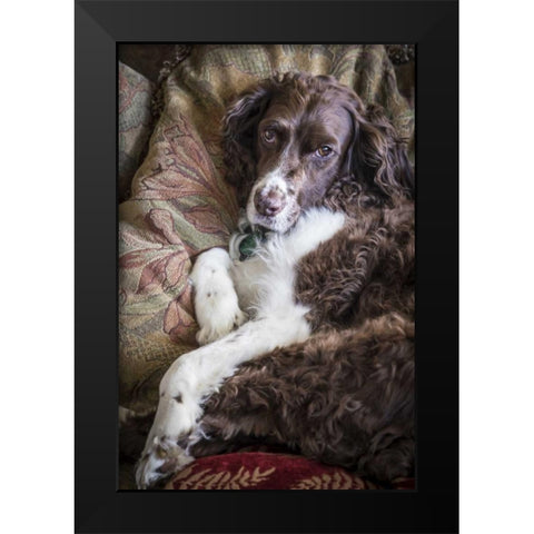 Washington English springer spaniel on couch Black Modern Wood Framed Art Print by Paulson, Don