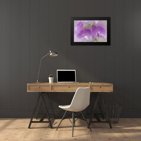Washington, Seabeck Detail of sweet pea blossoms Black Modern Wood Framed Art Print by Paulson, Don