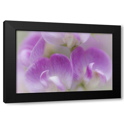 Washington, Seabeck Detail of sweet pea blossoms Black Modern Wood Framed Art Print with Double Matting by Paulson, Don