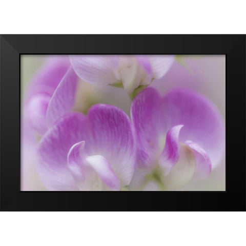 Washington, Seabeck Detail of sweet pea blossoms Black Modern Wood Framed Art Print by Paulson, Don