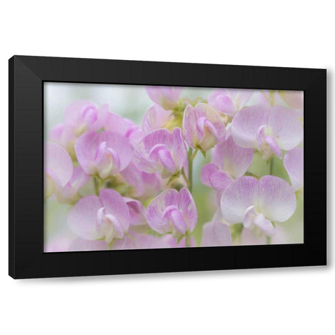 Washington, Seabeck Detail of sweet pea blossoms Black Modern Wood Framed Art Print by Paulson, Don