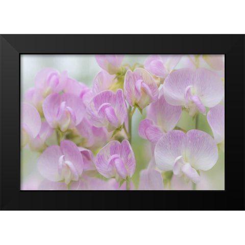 Washington, Seabeck Detail of sweet pea blossoms Black Modern Wood Framed Art Print by Paulson, Don