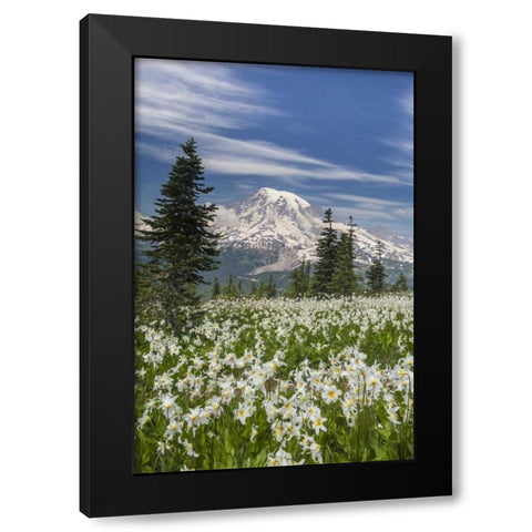 Washington Avalanche lilies and Mount Rainier Black Modern Wood Framed Art Print with Double Matting by Paulson, Don