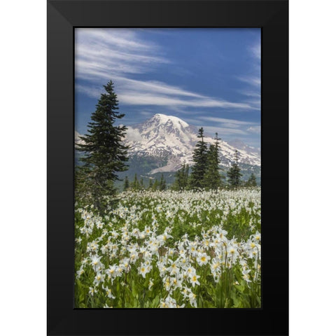 Washington Avalanche lilies and Mount Rainier Black Modern Wood Framed Art Print by Paulson, Don