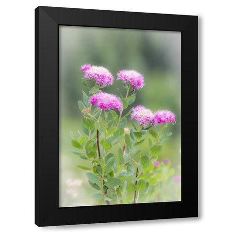 Washington, Mount Rainier NP Wildflowers Black Modern Wood Framed Art Print by Paulson, Don