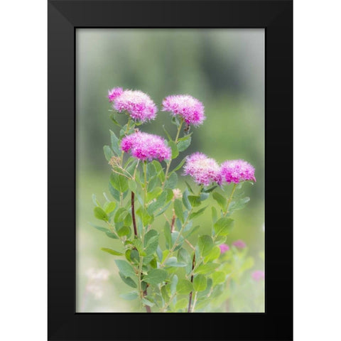 Washington, Mount Rainier NP Wildflowers Black Modern Wood Framed Art Print by Paulson, Don