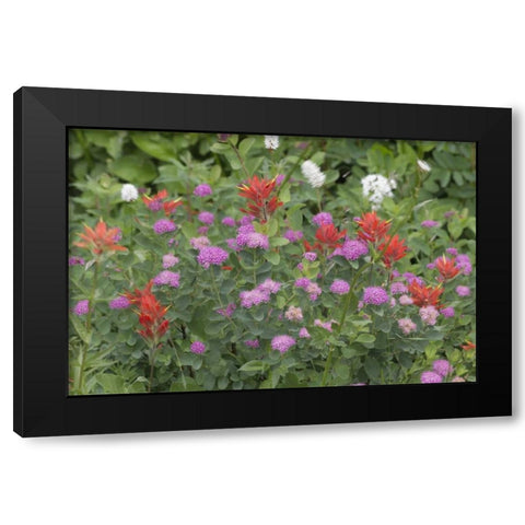 Washington, Mount Rainier NP Wildflowers Black Modern Wood Framed Art Print with Double Matting by Paulson, Don