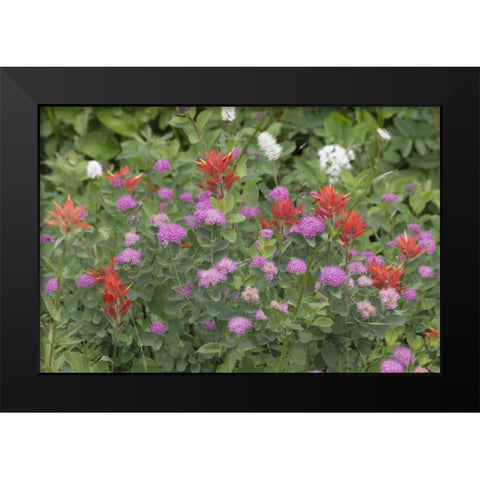Washington, Mount Rainier NP Wildflowers Black Modern Wood Framed Art Print by Paulson, Don