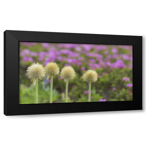 WA, Mt Rainier NP Western pasque flower seed Black Modern Wood Framed Art Print by Paulson, Don