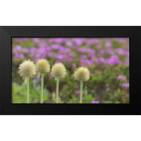 WA, Mt Rainier NP Western pasque flower seed Black Modern Wood Framed Art Print by Paulson, Don