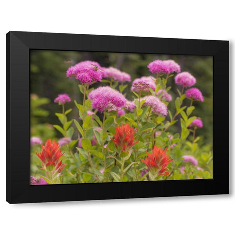 Washington, Mount Rainier NP Wildflowers Black Modern Wood Framed Art Print with Double Matting by Paulson, Don