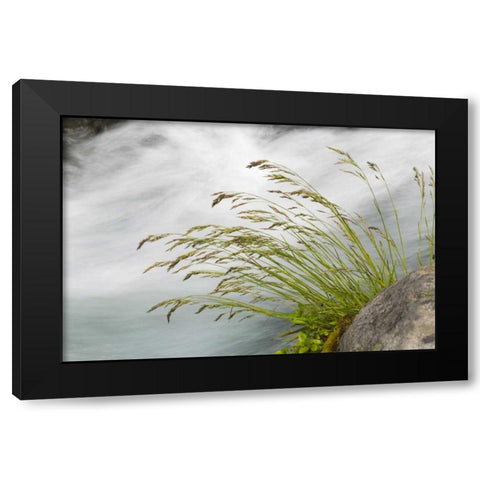 WA, Mount Rainier NP Grass and rushing water Black Modern Wood Framed Art Print with Double Matting by Paulson, Don