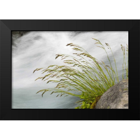 WA, Mount Rainier NP Grass and rushing water Black Modern Wood Framed Art Print by Paulson, Don