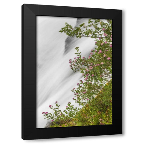 WA, Mount Rainier NP Waterfall in Paradise Creek Black Modern Wood Framed Art Print by Paulson, Don