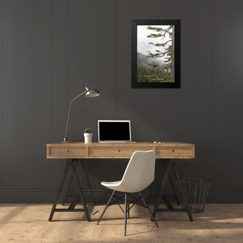 Washington, Mount Rainier NP Evergreens in fog Black Modern Wood Framed Art Print by Paulson, Don
