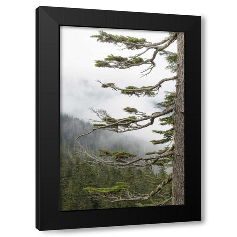 Washington, Mount Rainier NP Evergreens in fog Black Modern Wood Framed Art Print with Double Matting by Paulson, Don