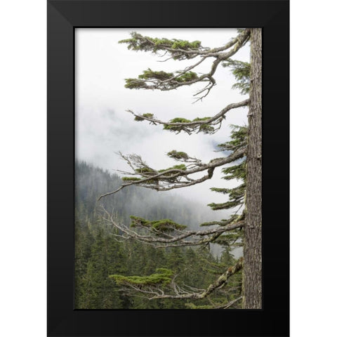 Washington, Mount Rainier NP Evergreens in fog Black Modern Wood Framed Art Print by Paulson, Don