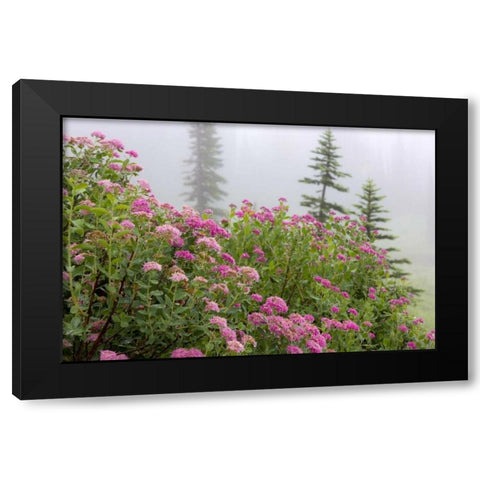 Washington, Mount Rainier NP Wildflowers Black Modern Wood Framed Art Print with Double Matting by Paulson, Don