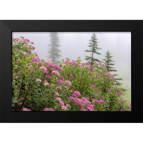 Washington, Mount Rainier NP Wildflowers Black Modern Wood Framed Art Print by Paulson, Don