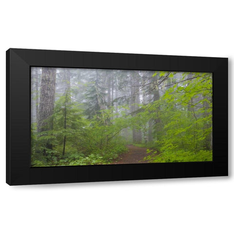 Washington, Mount Rainier NP Trail in forest Black Modern Wood Framed Art Print with Double Matting by Paulson, Don