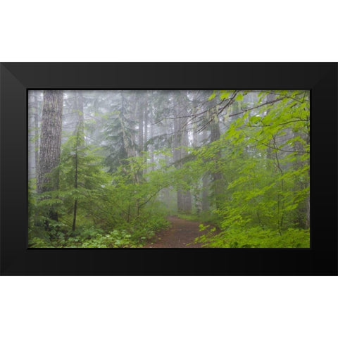 Washington, Mount Rainier NP Trail in forest Black Modern Wood Framed Art Print by Paulson, Don