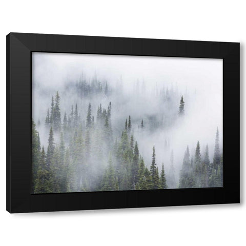 WA, Mount Rainier NP Landscape of fog in forest Black Modern Wood Framed Art Print with Double Matting by Paulson, Don