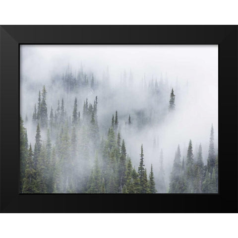 WA, Mount Rainier NP Landscape of fog in forest Black Modern Wood Framed Art Print by Paulson, Don