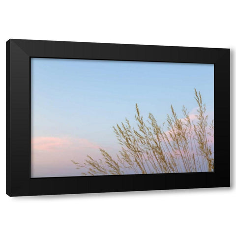 Washington, Seabeck Grasses at sunset Black Modern Wood Framed Art Print with Double Matting by Paulson, Don