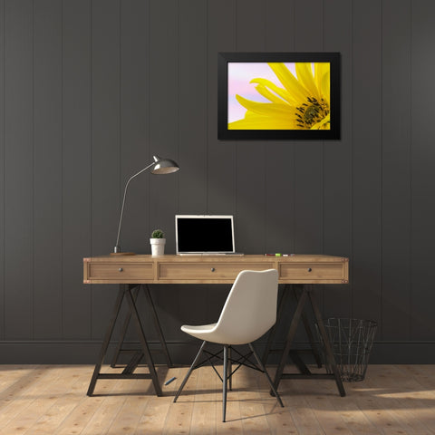 Washington Detail of sunflower blossom Black Modern Wood Framed Art Print by Paulson, Don