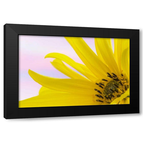 Washington Detail of sunflower blossom Black Modern Wood Framed Art Print with Double Matting by Paulson, Don