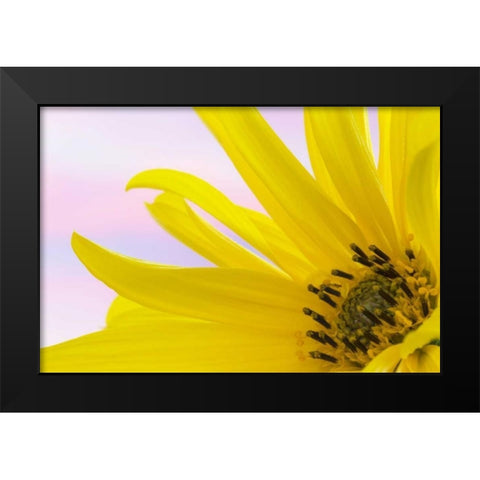 Washington Detail of sunflower blossom Black Modern Wood Framed Art Print by Paulson, Don