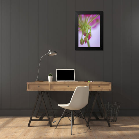 Washington Geranium buds close-up Black Modern Wood Framed Art Print by Paulson, Don