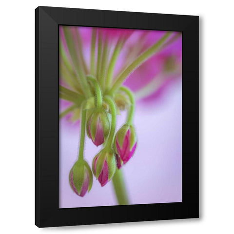 Washington Geranium buds close-up Black Modern Wood Framed Art Print with Double Matting by Paulson, Don