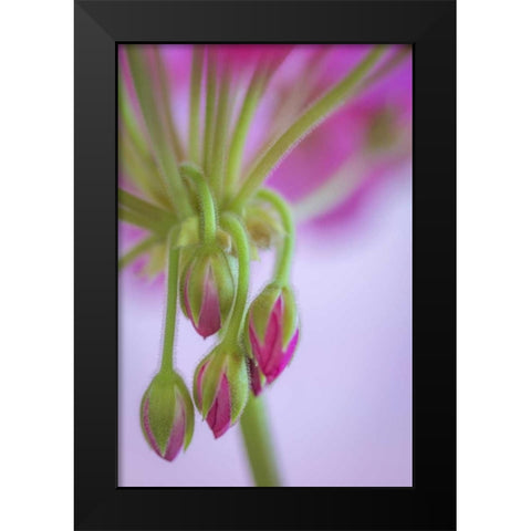 Washington Geranium buds close-up Black Modern Wood Framed Art Print by Paulson, Don